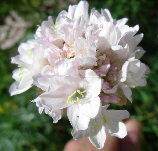 Armeria